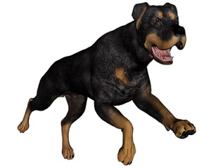 Rottweiller dog running - 3D render