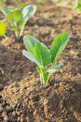 Young cabbage plants