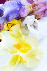 Naklejka na ściany i meble iris flower macro