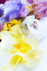 Obraz premium iris flower macro