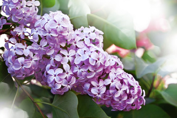 Fototapeta premium spring. lilac branch