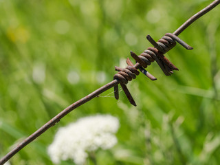 Stacheldraht