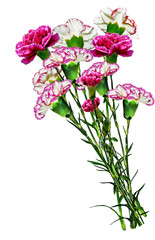 carnation flowers isolated on white background