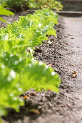 Lettuce field