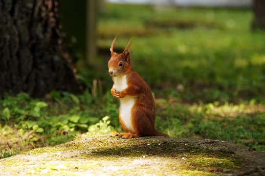 Ein rotes Eichh&ouml;rnchen steht hoch aufgerichtet