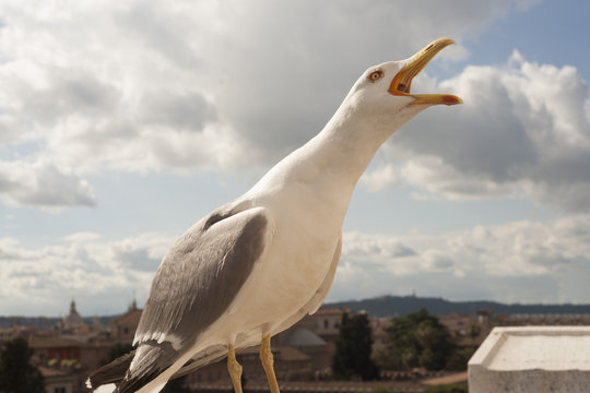 seagull
