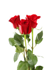 Three fresh red roses on white background