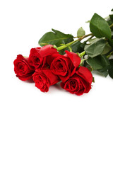 Five fresh red roses on white background