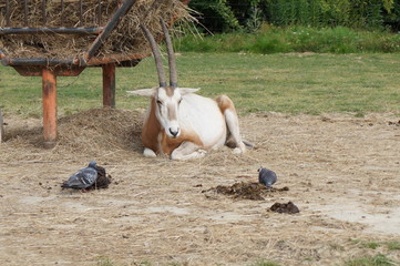 oryx