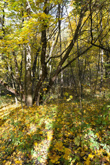 the autumn wood 