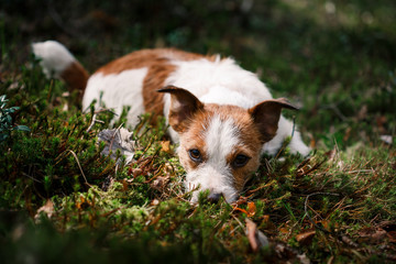 Dog Jack Russell Terrier walks on nature