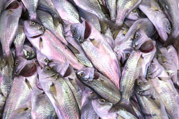 background of fresh sea fish 