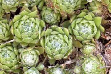Fototapeta premium Sempervivum