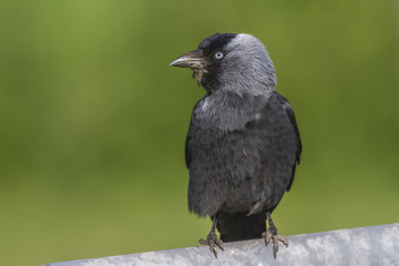 Dohle (Corvus moledula)