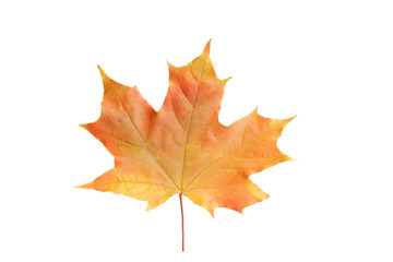 Autumn leaf isolated on white