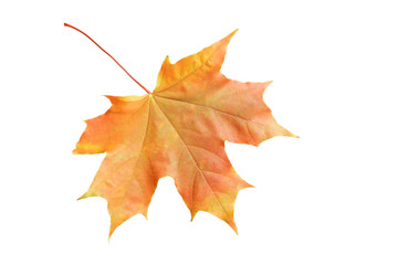 Autumn leaf isolated on white