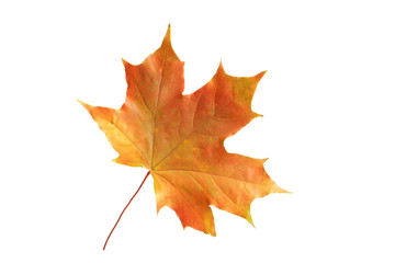 Autumn leaf isolated on white