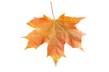 Autumn leaf isolated on white