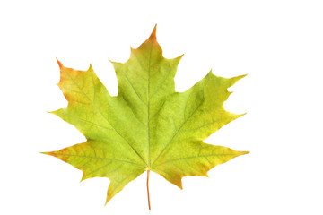 Autumn leaf isolated on white