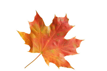 Naklejka na ściany i meble Autumn leaf isolated on white