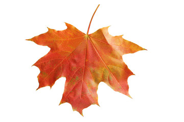 Autumn leaf isolated on white