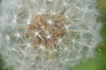 Fototapeta premium pissenlit