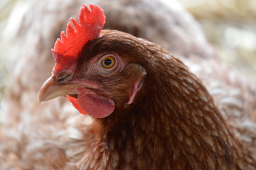 poule