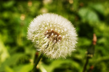 view of dandelion on grass
