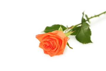 Beautiful rose on white background