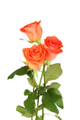 Beautiful rose on white background