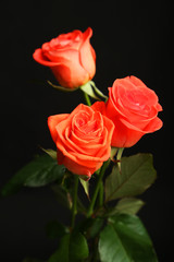 Beautiful rose on black background