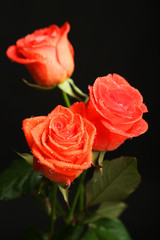 Beautiful rose with drops on black background