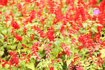 Beautiful flowers in the garden