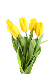 Yellow tulips on white background