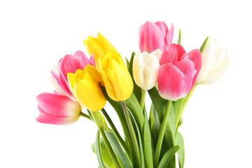 Beautiful tulips on white background
