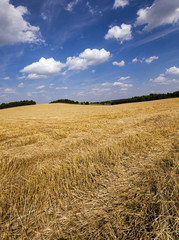 Fototapeta na wymiar slanted wheat 