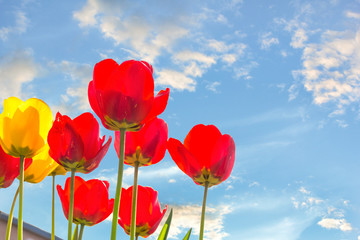 Tulips backlit on a blue sky background