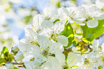 Obraz premium Flowers of the cherry tree, backlit, close up