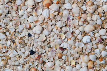 Seashell background