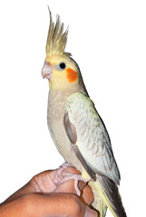 Cockatiel with raised crest on a hand isolated on white