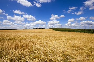 wheat field  