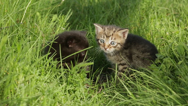 Little tabby kittens  on green grass HD