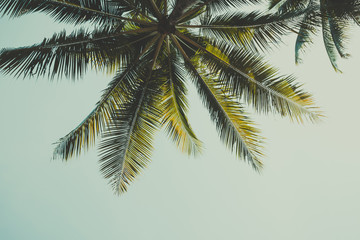 Retro stylized palm tree over sky background