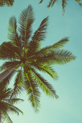 Fototapeta na wymiar Retro toned palm tree over sky background