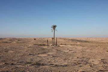 Fototapeta na wymiar Alone palm growing in the desert
