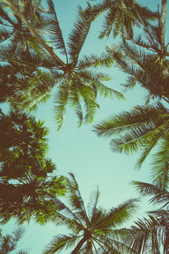 Vintage toned different palm trees over sky background, view up