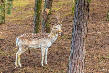Naklejka na ściany i meble Fallow deer buck in forest