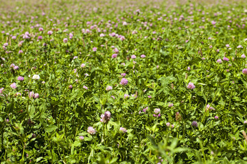 flowering clover 