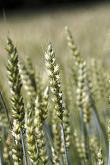 green rye  