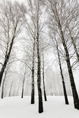 Obraz premium winter trees 
